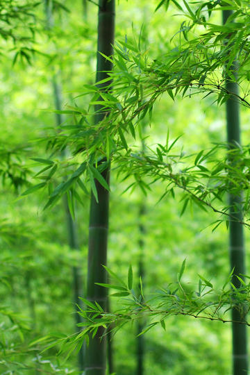 现场直击红场阅兵是什么体验）